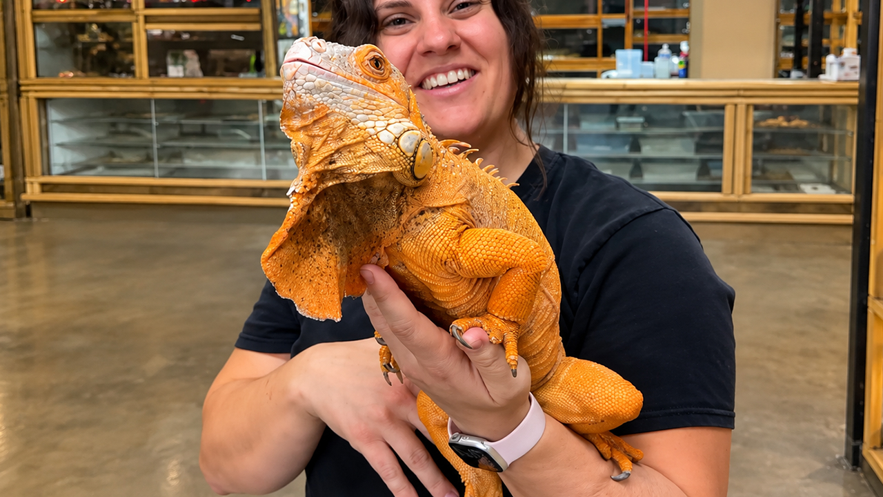 Bright orange iguana has a very strange head bob