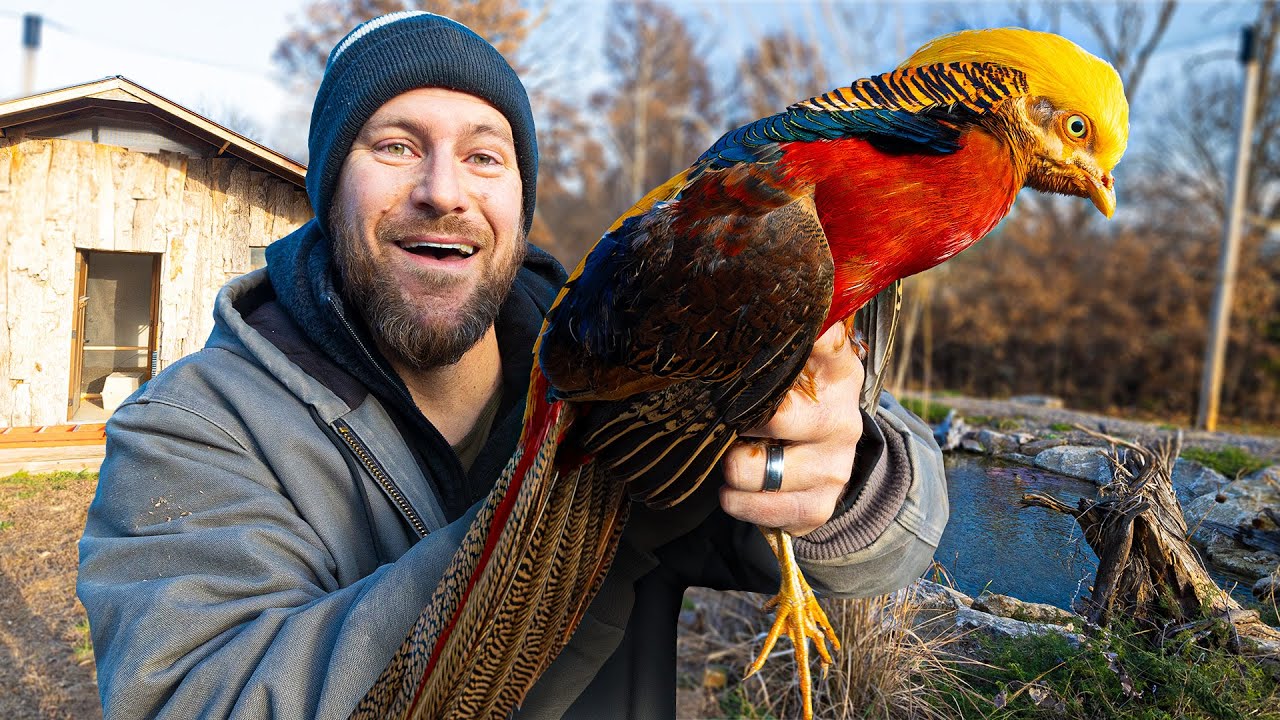 Creating a beautiful aviary space