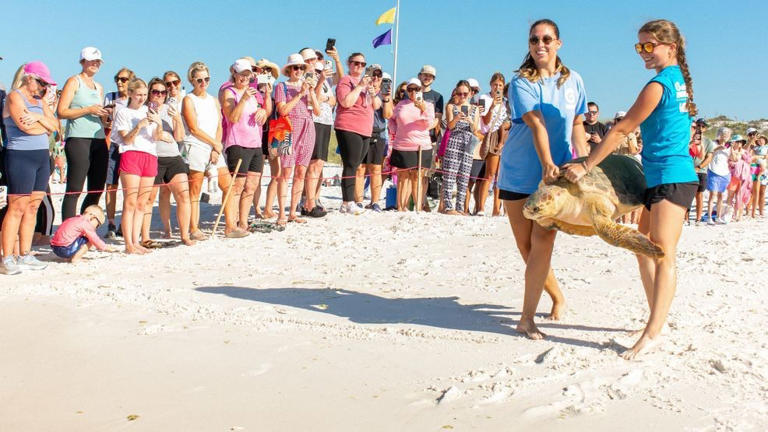 Gulfarium CARE Center releases five rehabilitated sea turtles back into ...