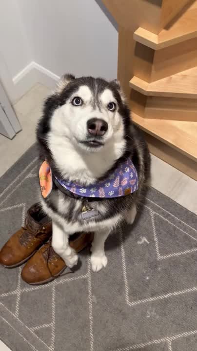 Vocal dog howls to ask owner for walk