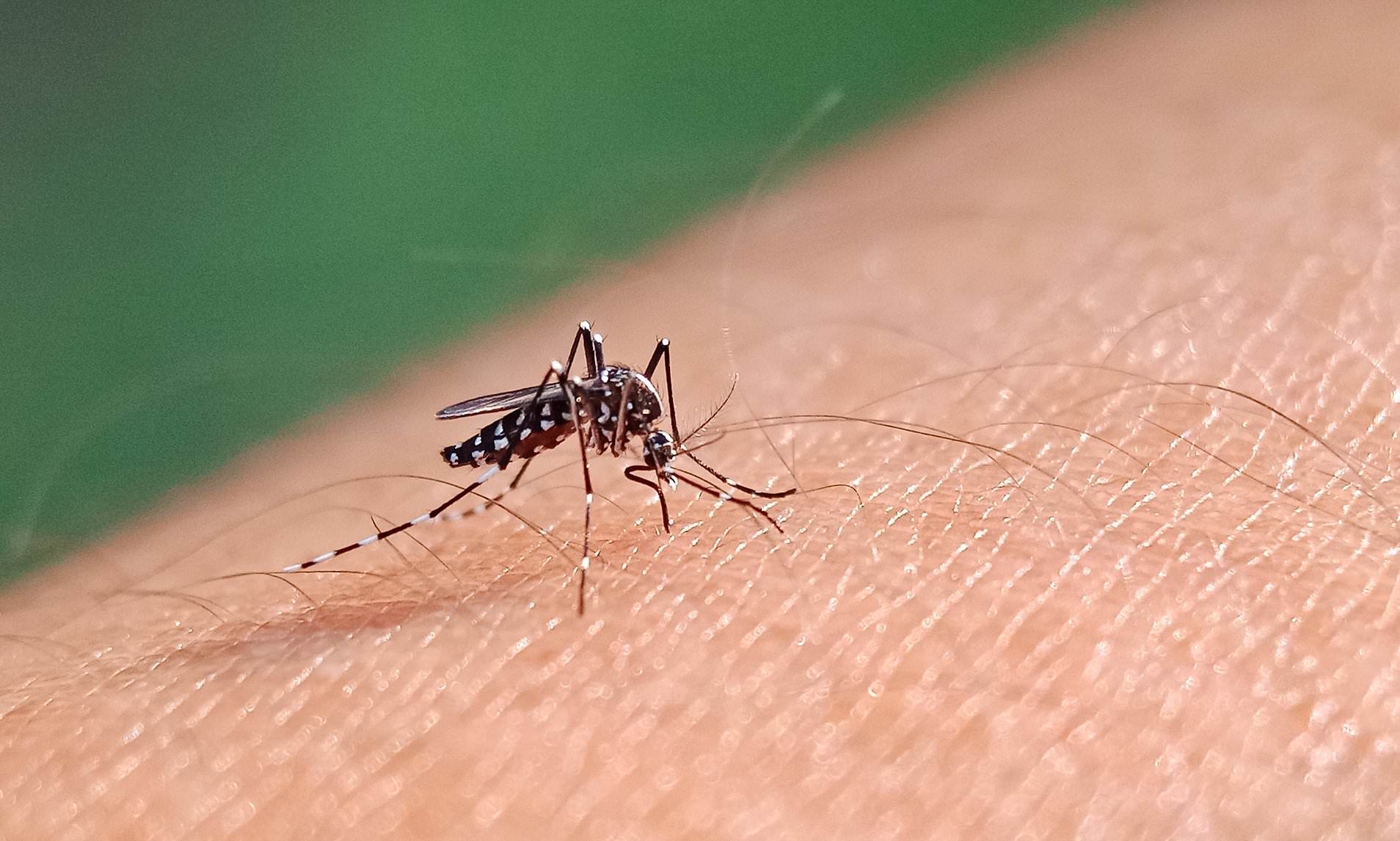 Surge of 'breakbone fever' becomes Florida's largest outbreak on record