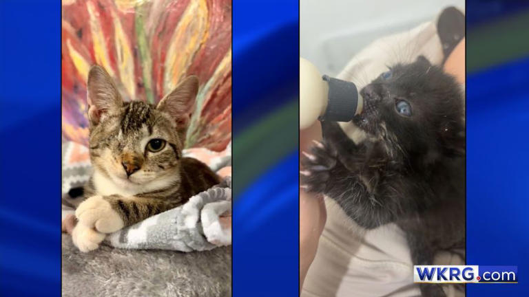 Friends of Mobile Animal Services plans new cat adoption center in the ...