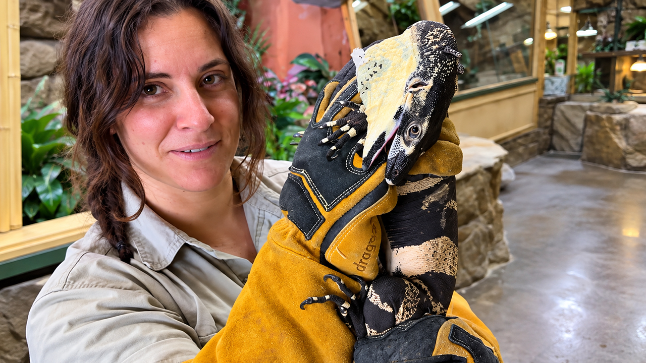 This monitor lizard shows why protective gloves matter