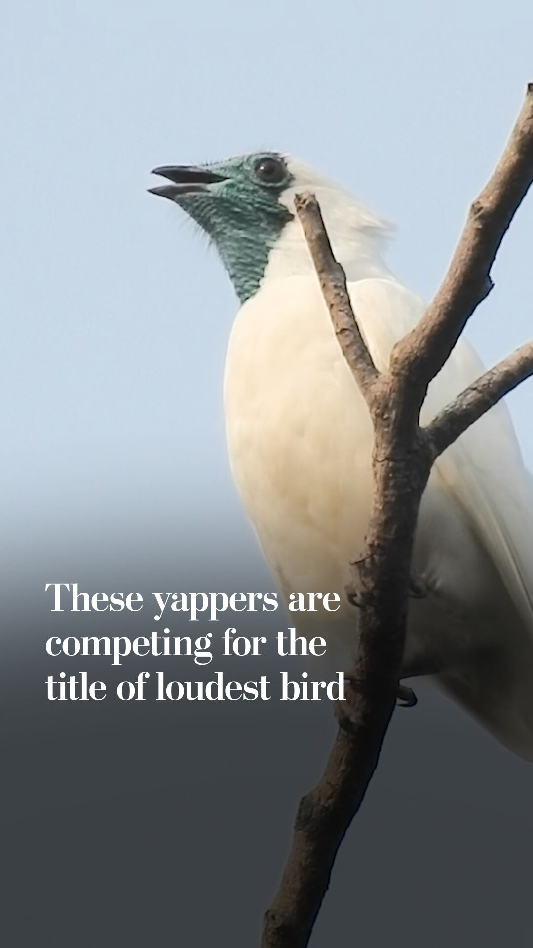These yappers are vying for the title of loudest bird