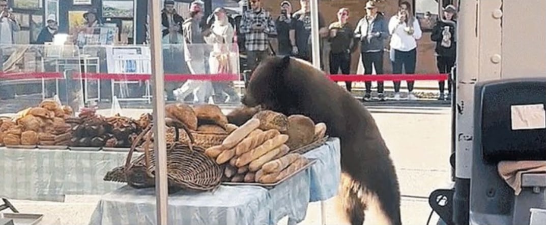 US, Japan, Russia wage 'war' on bears