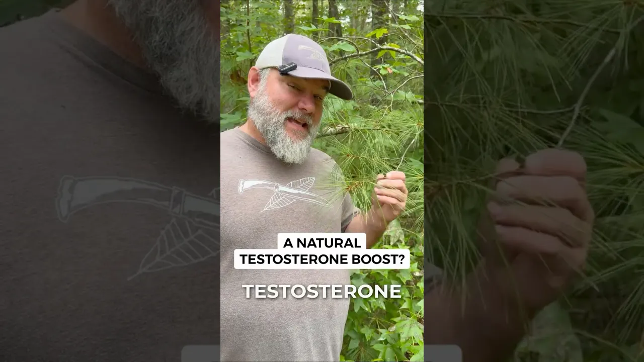 Does pine pollen really contain testosterone?