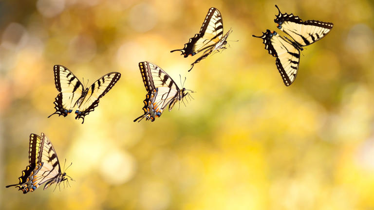 Researchers filmed butterflies at over 1,000 fps to prove patterned ...