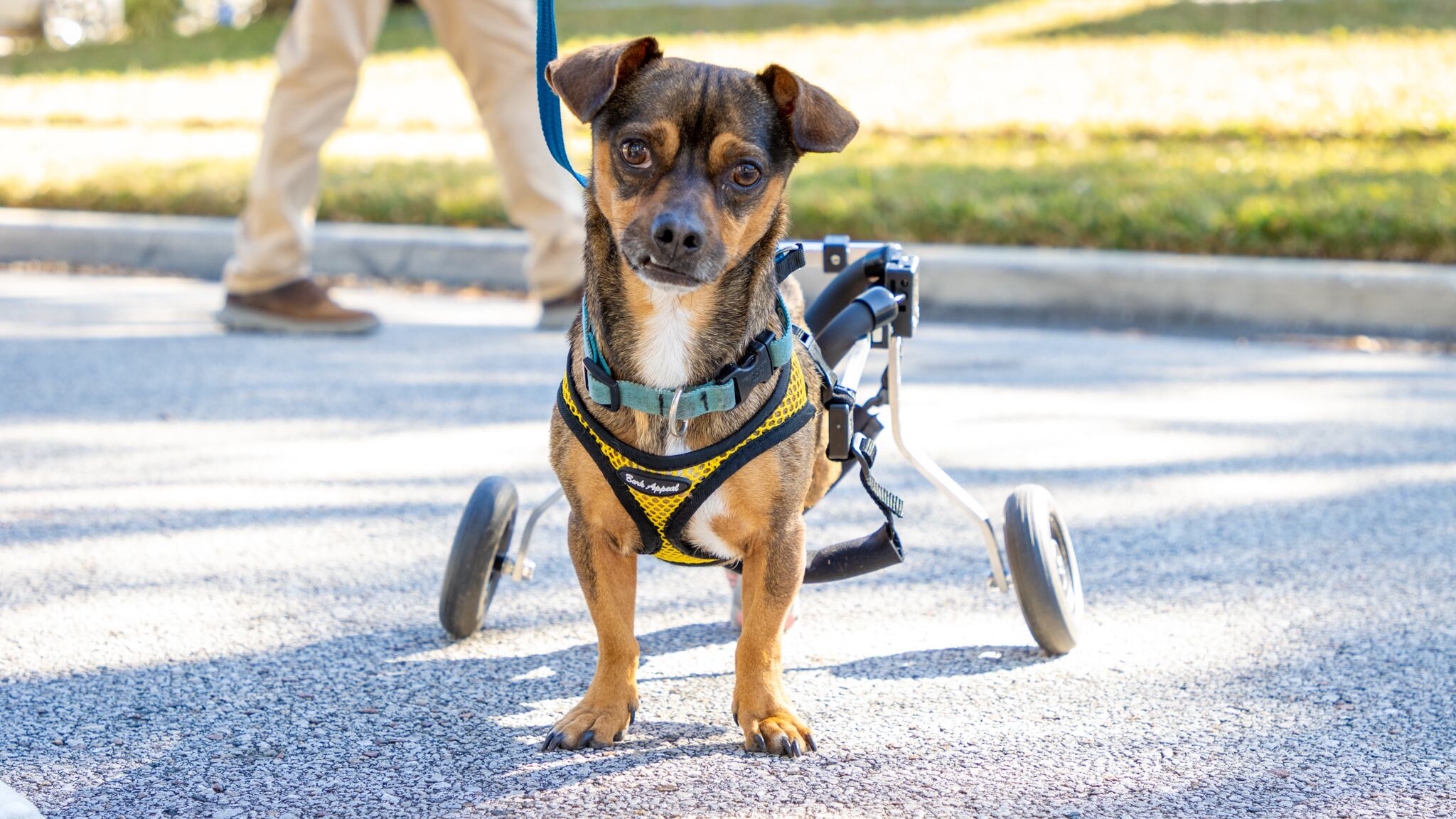 Animal welfare bill takes effect, adds more information to statewide ...