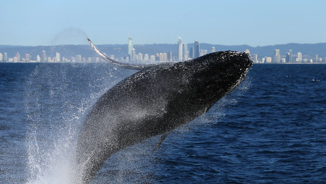 4 iconic Gold Coast coastal adventures