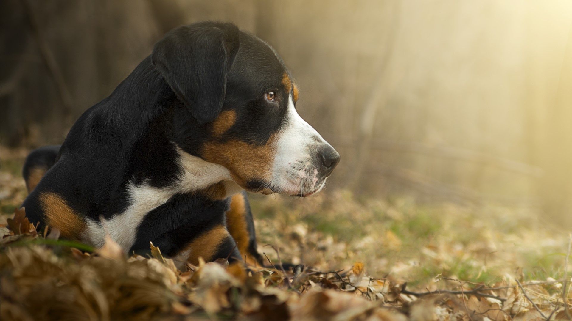 Things to know about Greater Swiss Mountain dogs