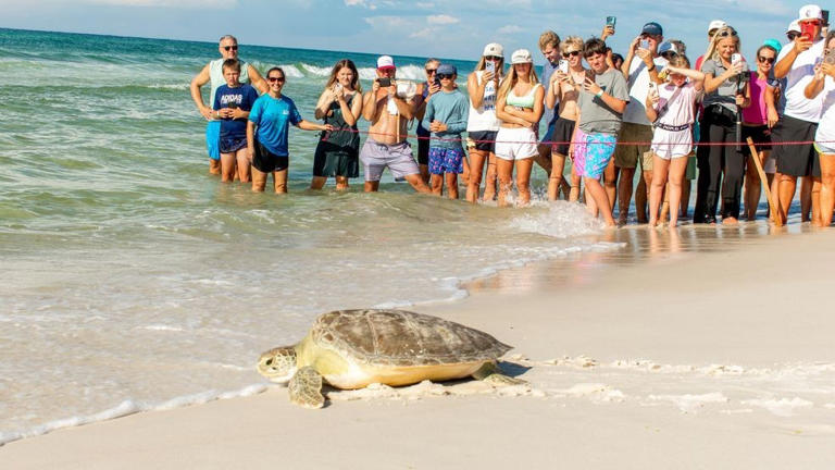 Gulfarium CARE Center releases five rehabilitated sea turtles back into ...