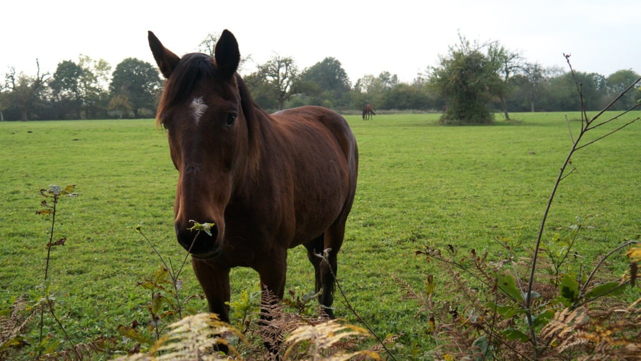 A woman took her unusually violent horse to an animal communicator, and ...