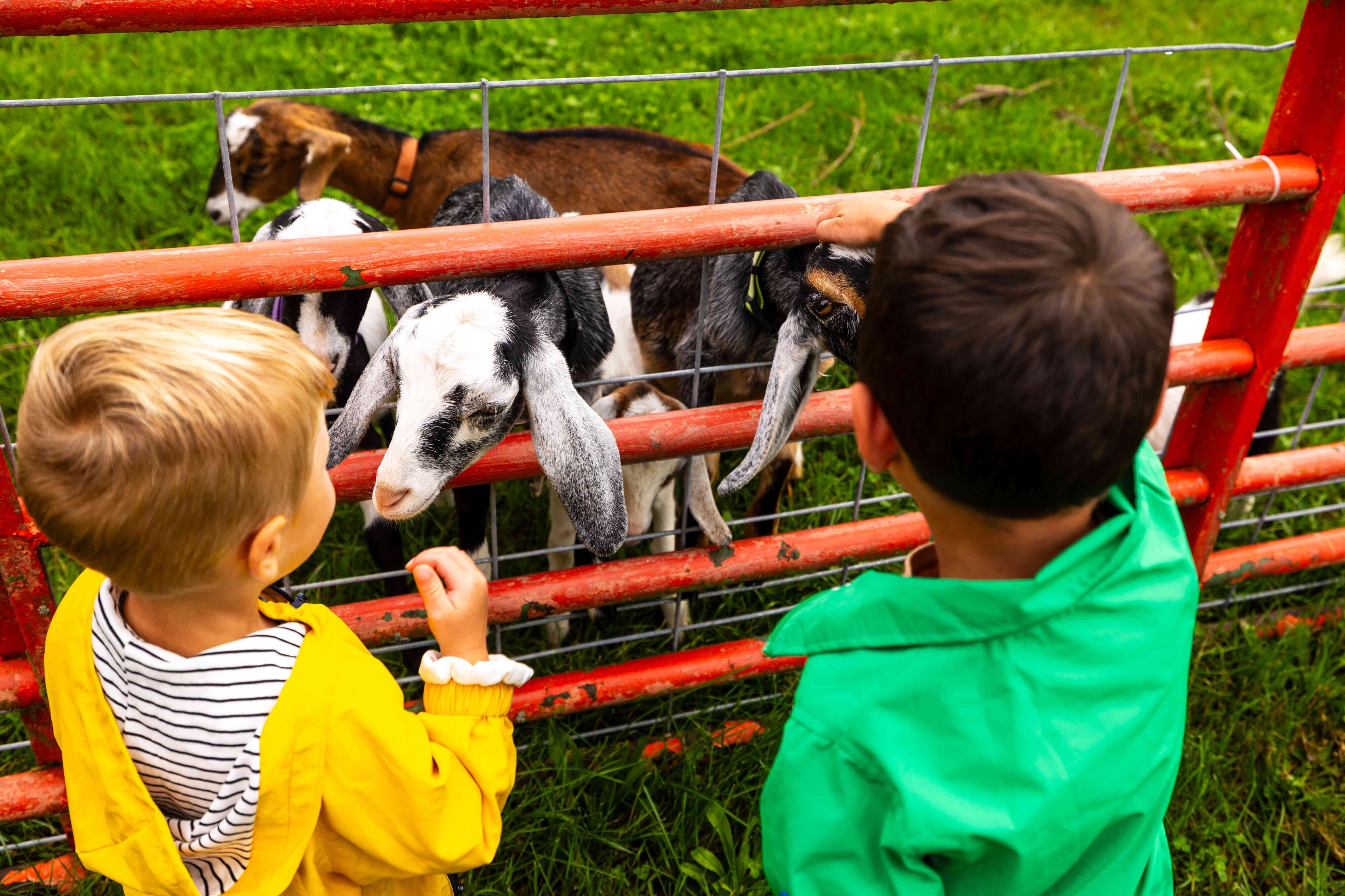 Big orange shoes to fill: 141-year-old family farm celebrates grand ...