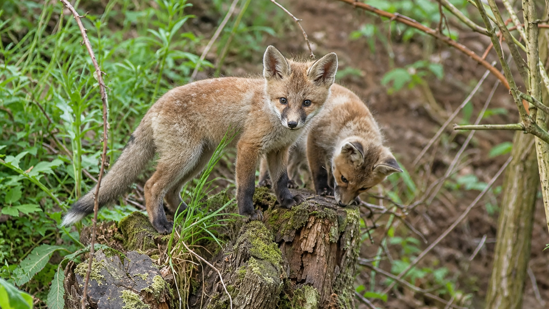Hidden camera captures two red fox cubs exploring a mossy forest stump