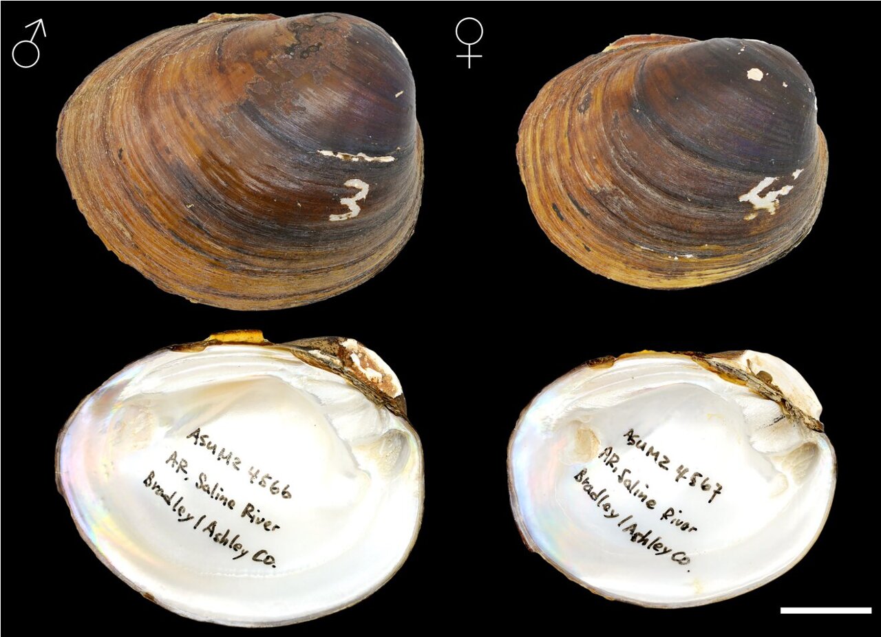 Five new species of freshwater mussels in southern US uncovered by ...