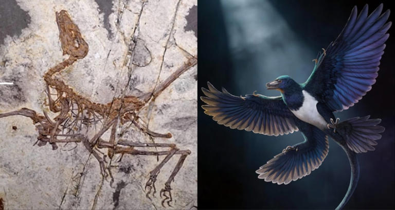 A new species of dinosaur with four wings was just identified by ...