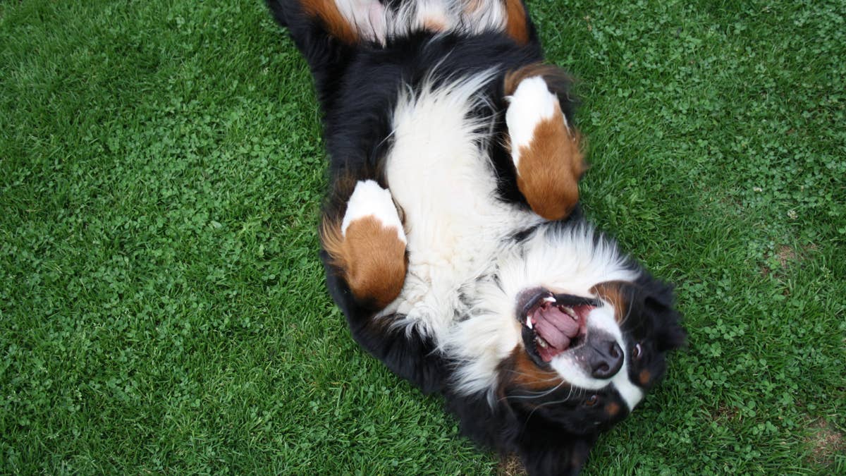 'Lazy' Bernese mountain dog's clever stairs technique is honestly genius