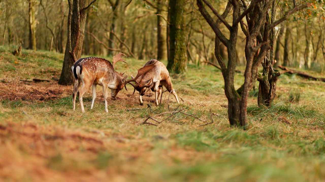Watch these deer showing off their strength