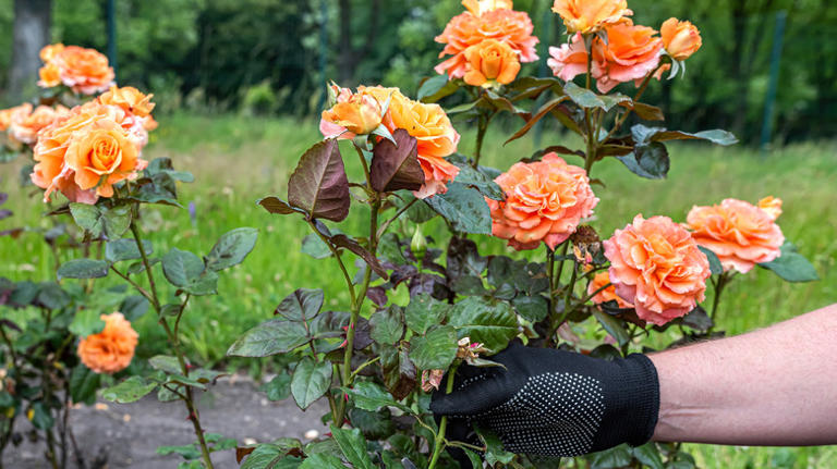 11 plants to prune in October for a healthier, more productive garden ...
