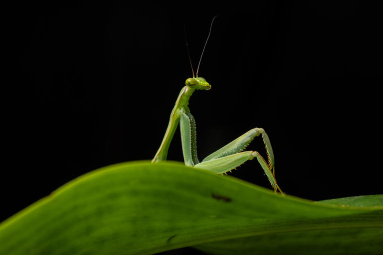 The Nikon Comedy Wildlife finalists 2026 announced