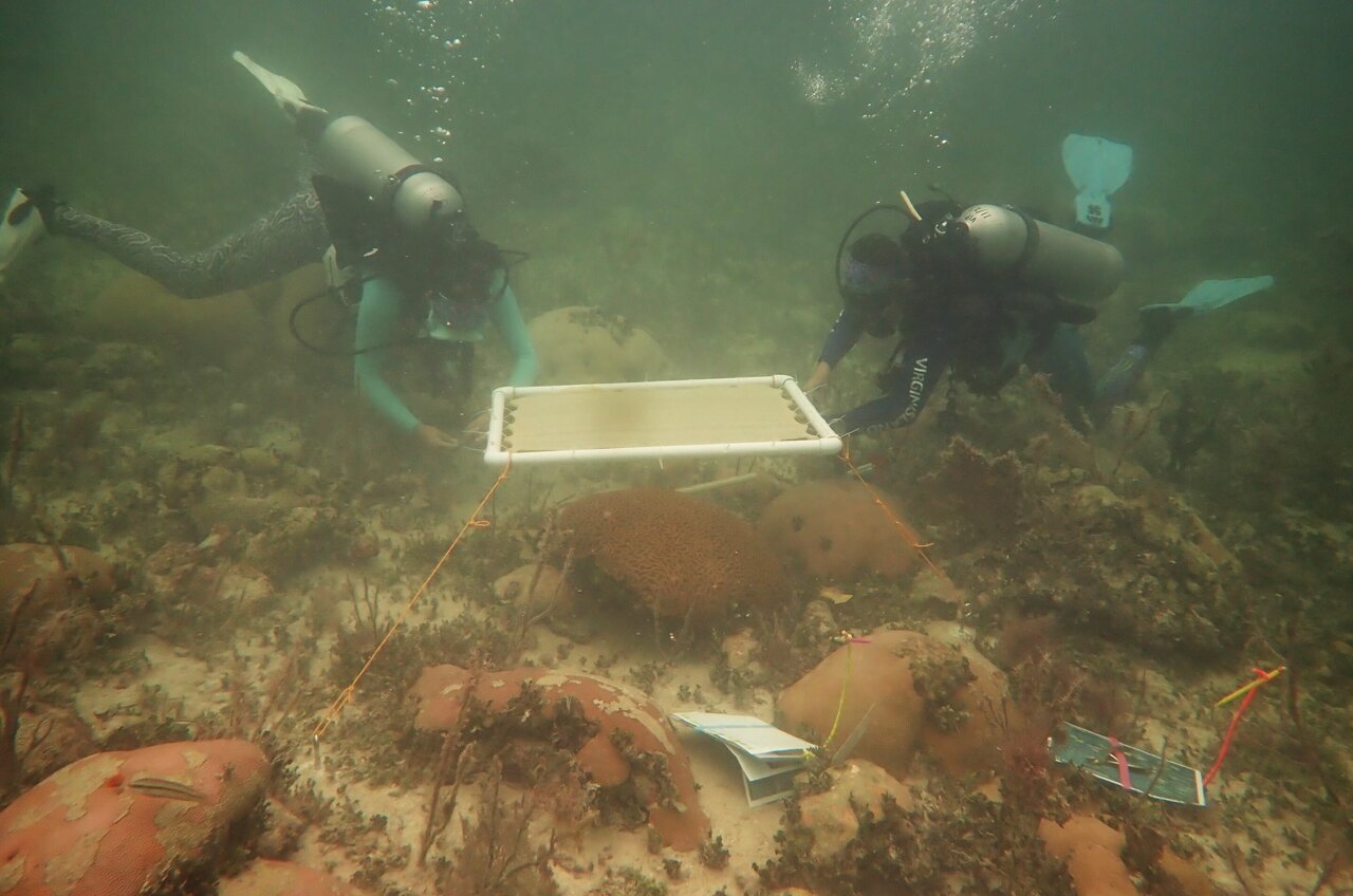Underwater umbrellas for coral reefs could help protect against heat damage