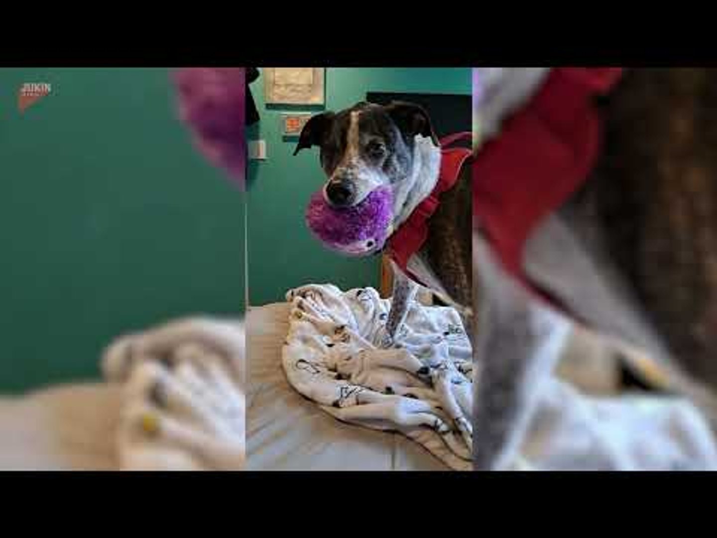 Dog makes adorable faces while playing with his fluffy toy