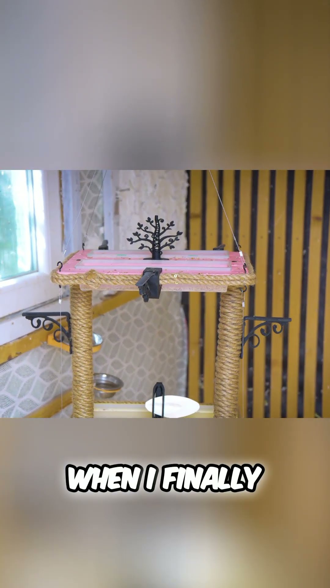 Budgies react to my new DIY project! You won't believe it!