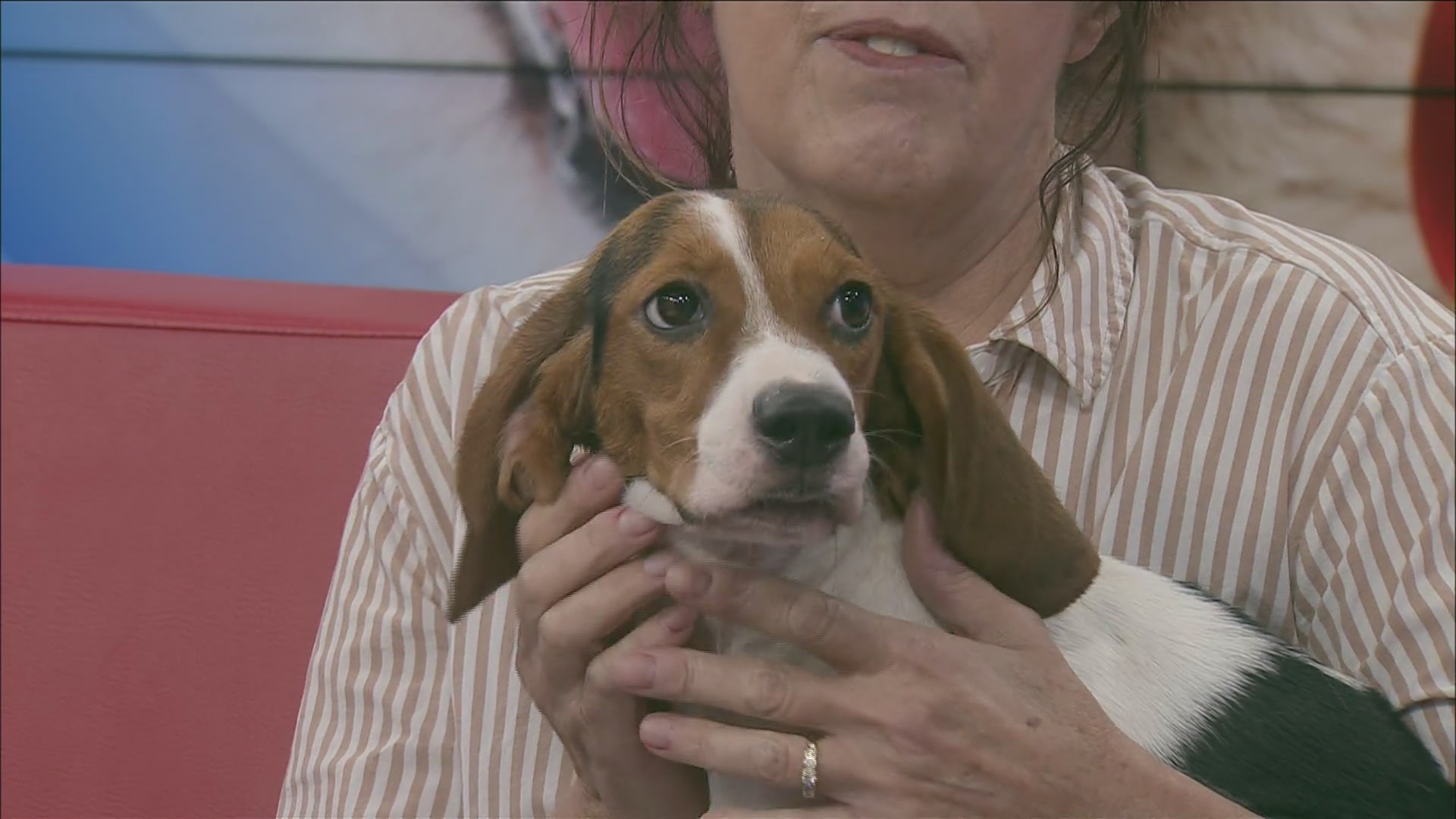 Pet of the week