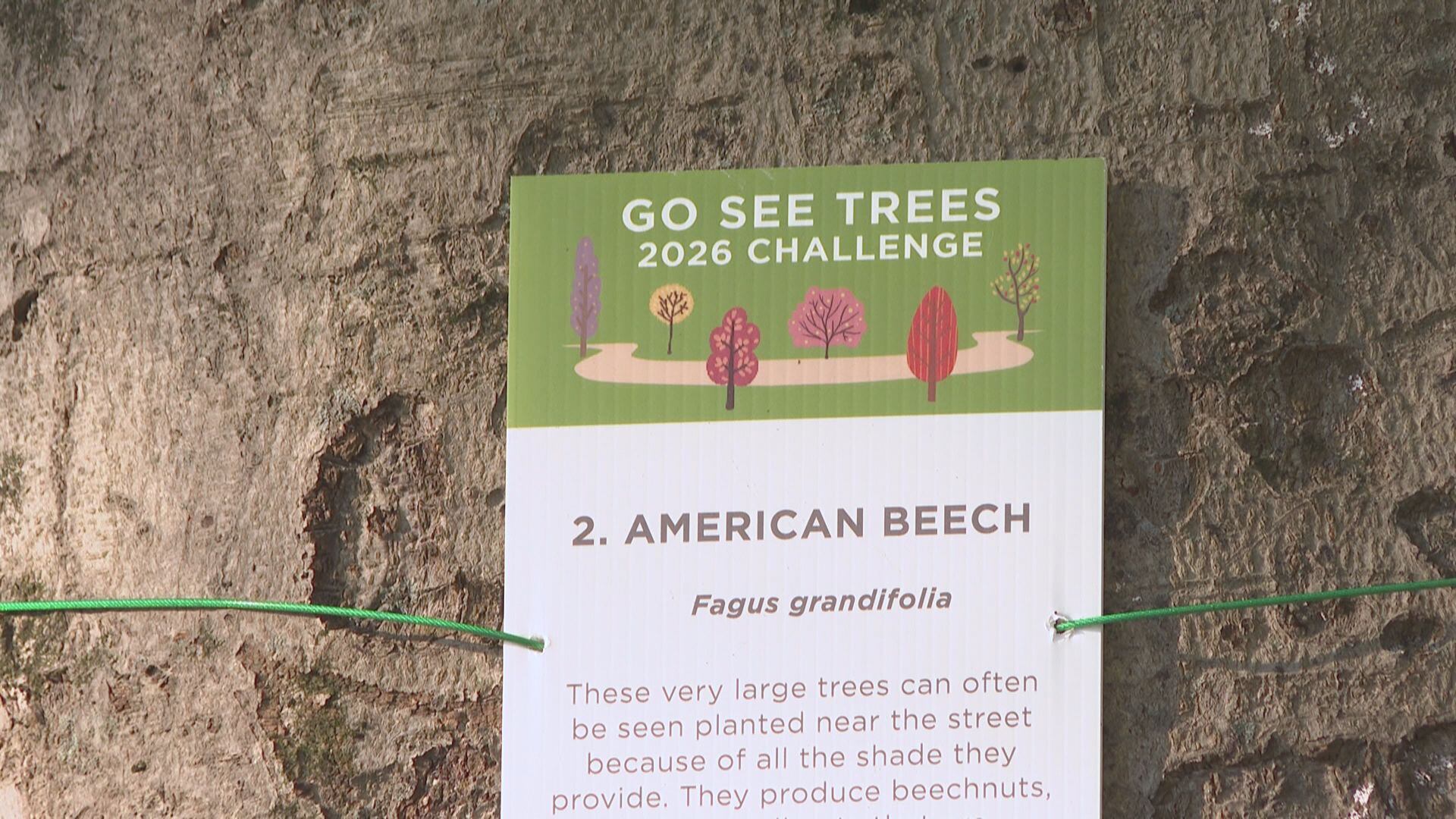 Lexington’s 'Go See Trees' program underway