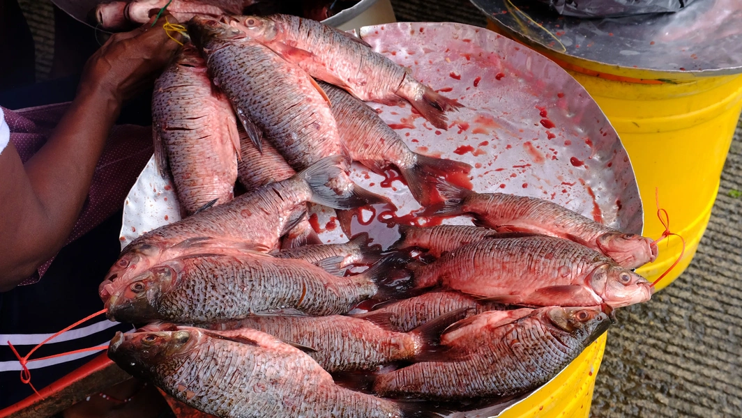 Fresh seafood preparation from catch to plate