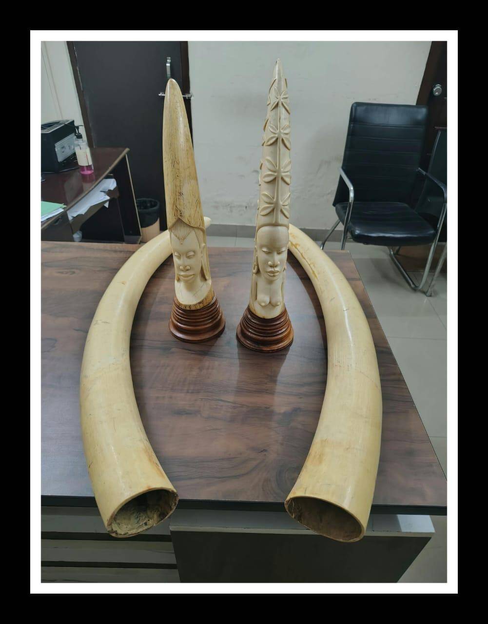 DRI seizes four elephant tusks in Hyderabad; arrests three