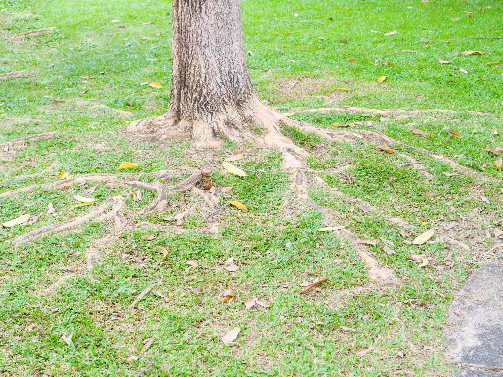 Should you fertilize a tree with exposed roots?