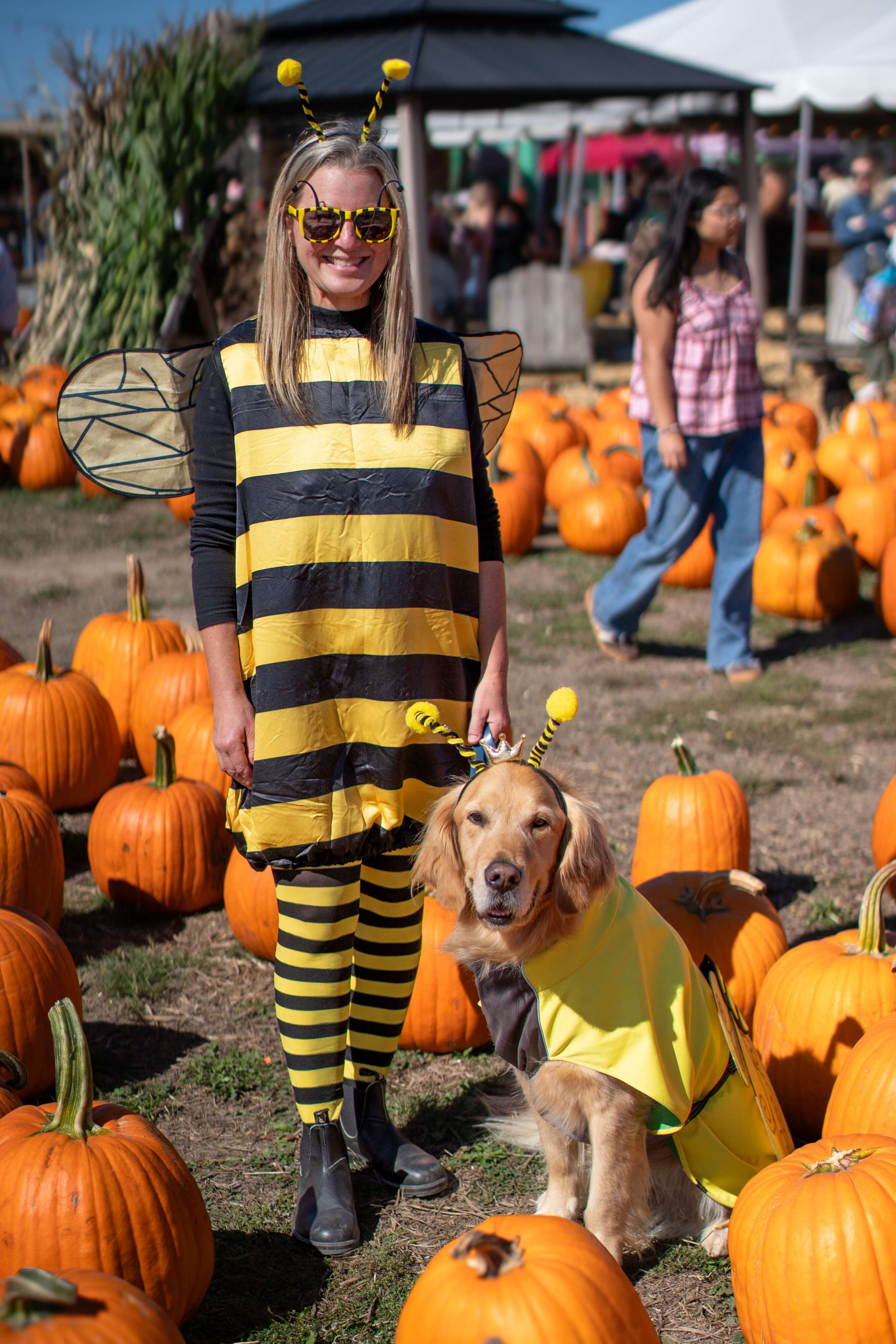 A sea of golden retrievers, a field of pumpkins and one very huggable ...