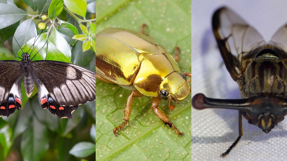 Scutter or flutter? Who wins your vote for the 2026 ABC Australian ...