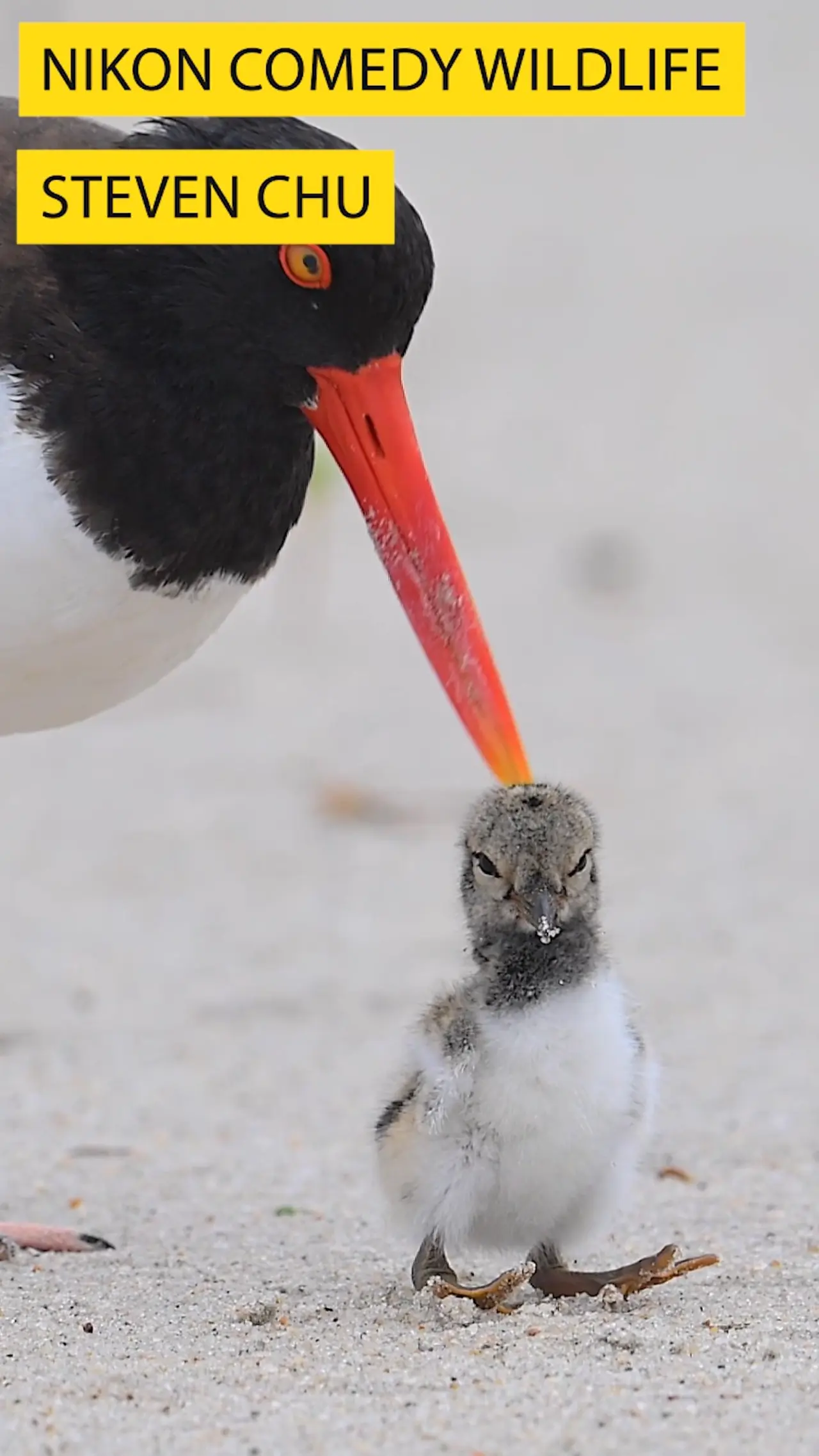 Nikon Comedy Wildlife Awards 2026 finalists