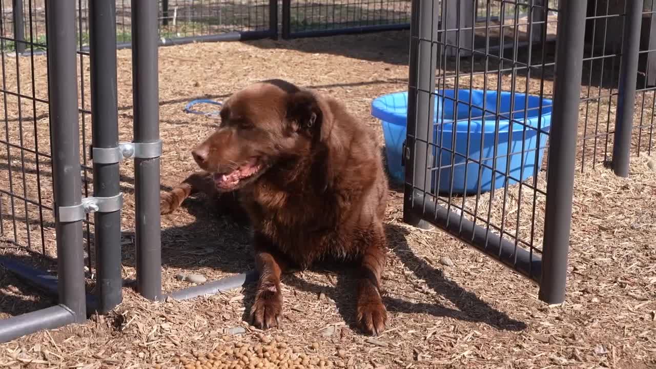 Rocking Tree Farm boards pets for veterans in mental health care