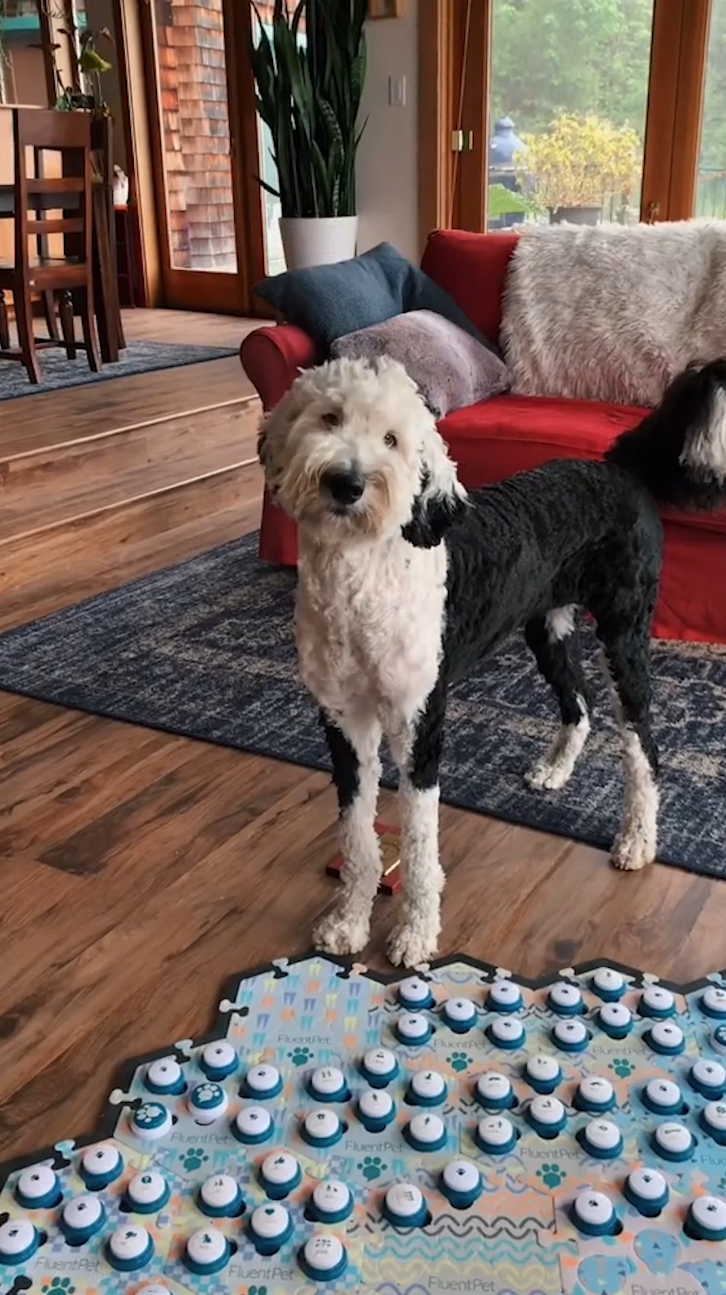 Is Bunny the smartest dog on the internet?