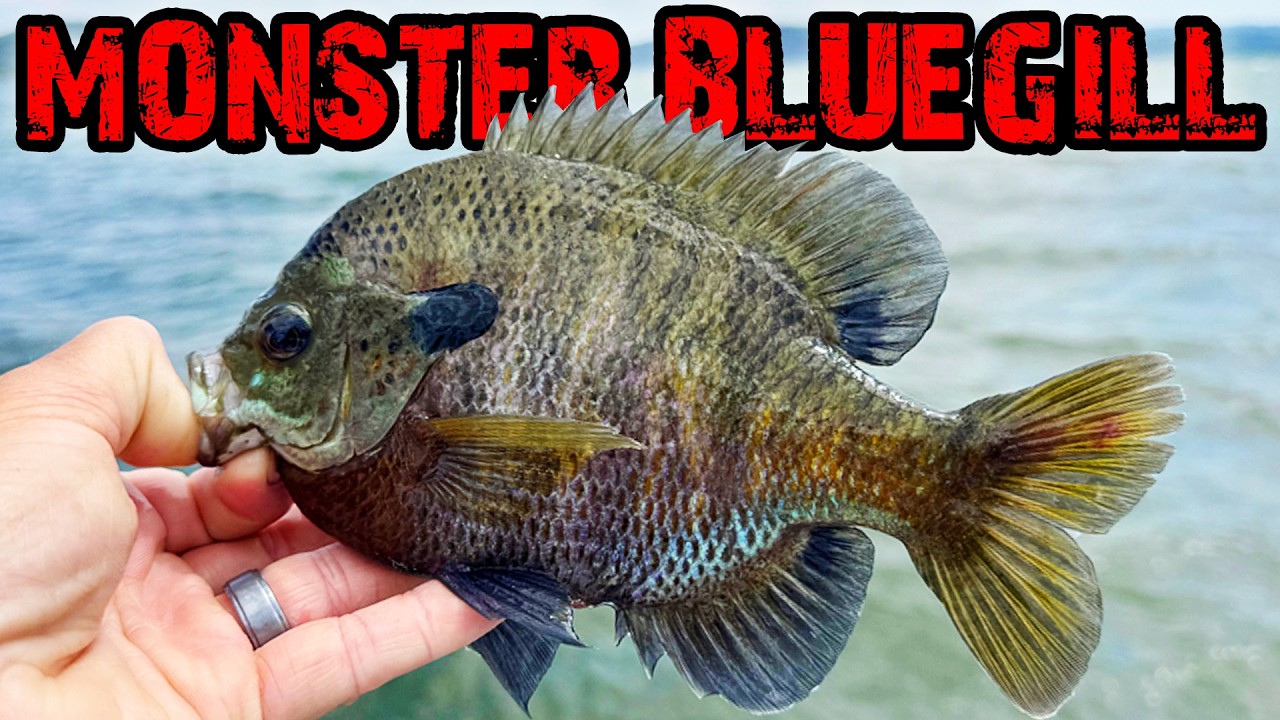 Finding a bluegill fishing hotspot