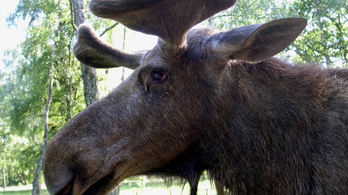 Horses stare in disbelief as moose casually clears tall fence