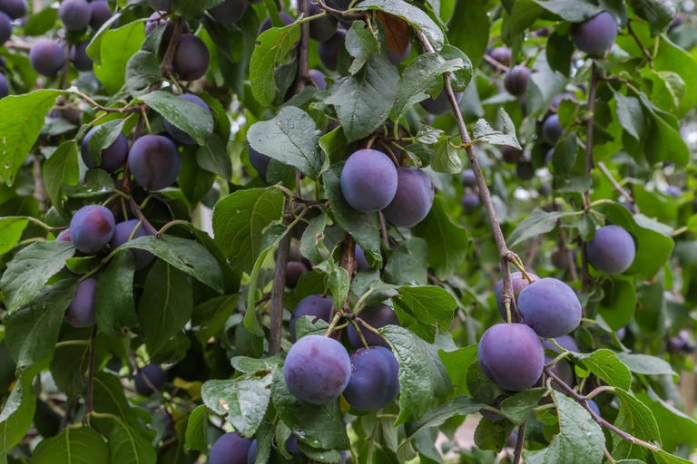 A melhor árvore frutífera para ter em casa: é fácil de cuidar, não danifica o solo e dá frutos deliciosos e nutritivos