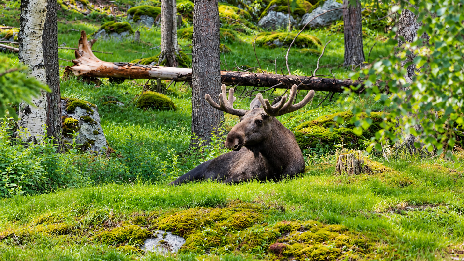 A massive moose resting deep in Burabay’s forest