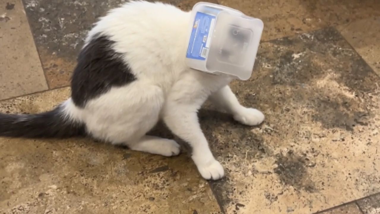 Cat gets head trapped in container while chasing treats
