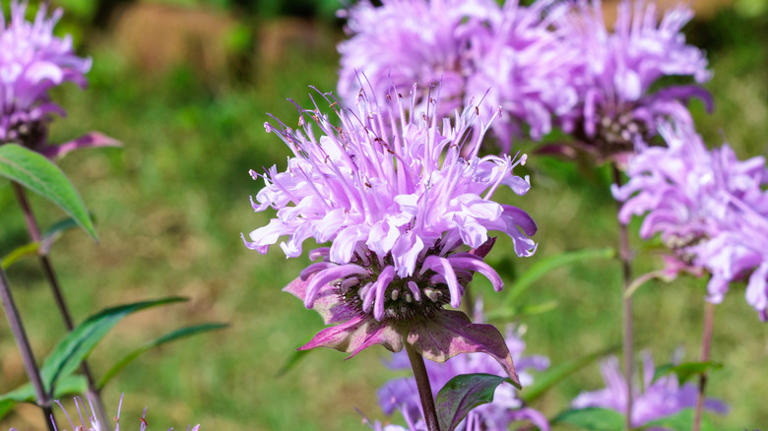 11 plants to prune in October for a healthier, more productive garden ...
