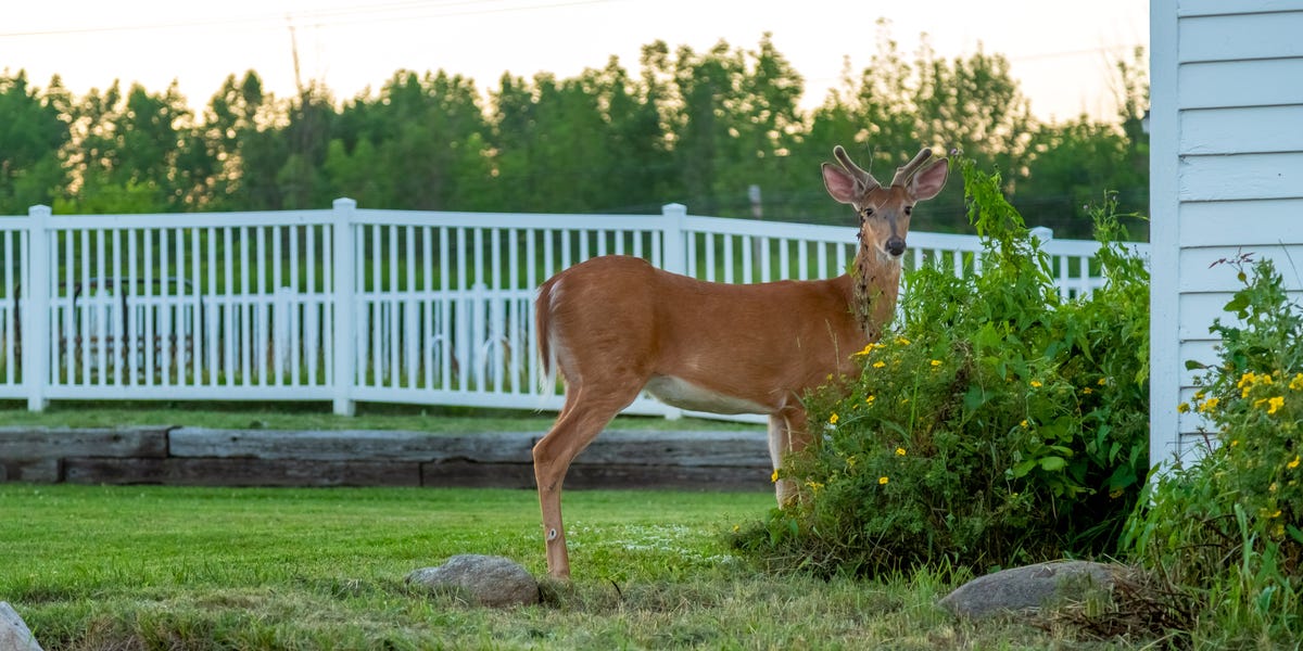 The one thing that makes animal repellents more effective in your ...