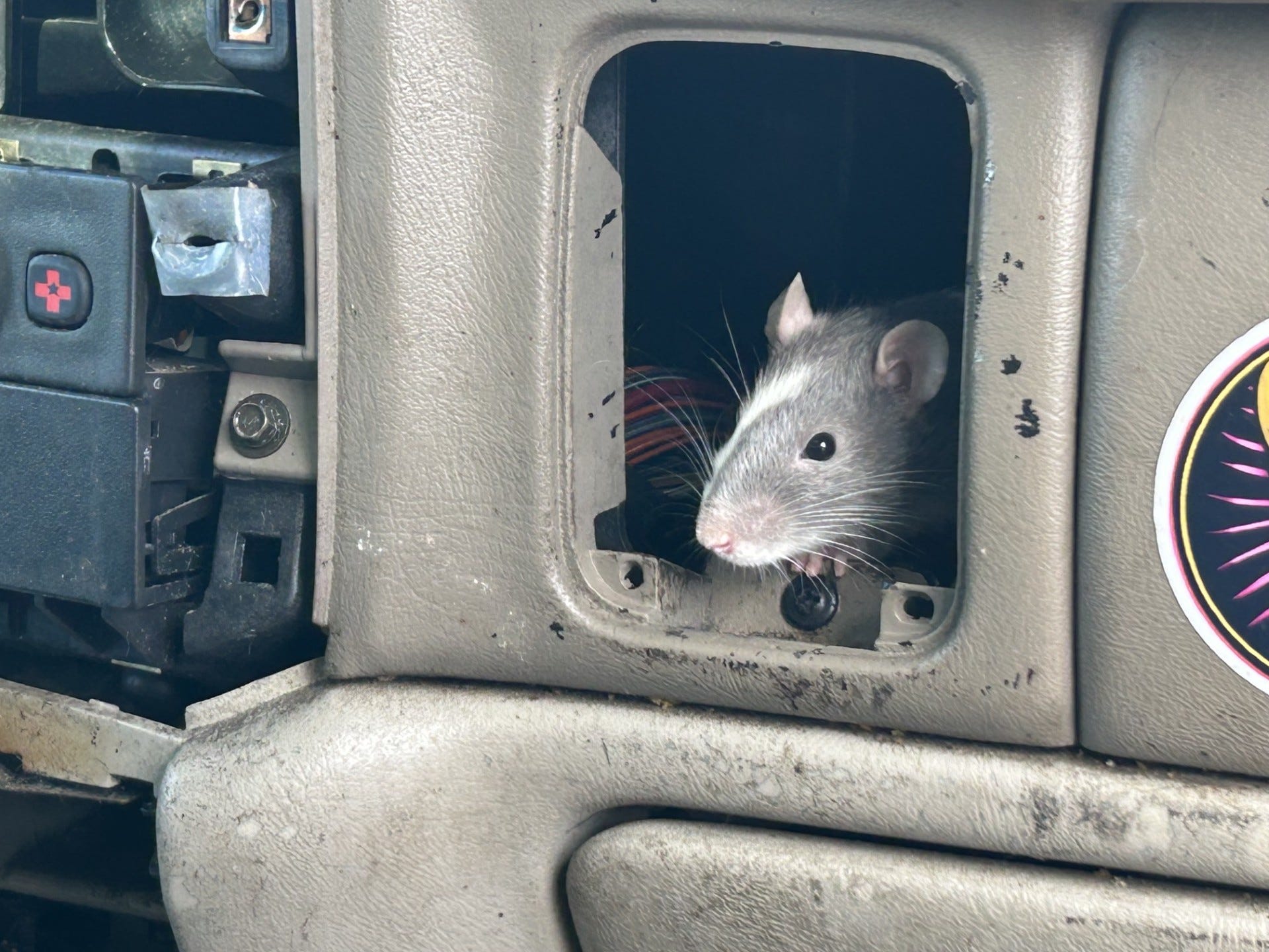 Terminix ranks this Georgia city top 10 worst for rat infestations