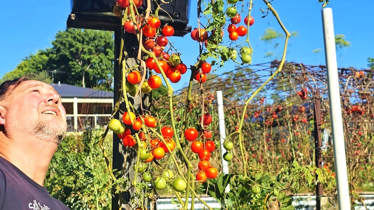 Lazy tomato hack: No-stake, no-trellis upside down growing experiment!
