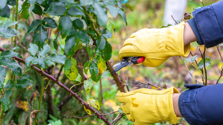 11 plants to prune in October for a healthier, more productive garden ...