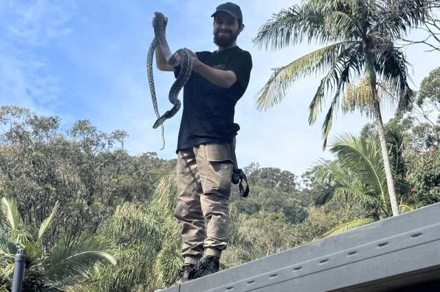 Snake catcher traces 'intense' roof smell to rats, bait, and a dead python