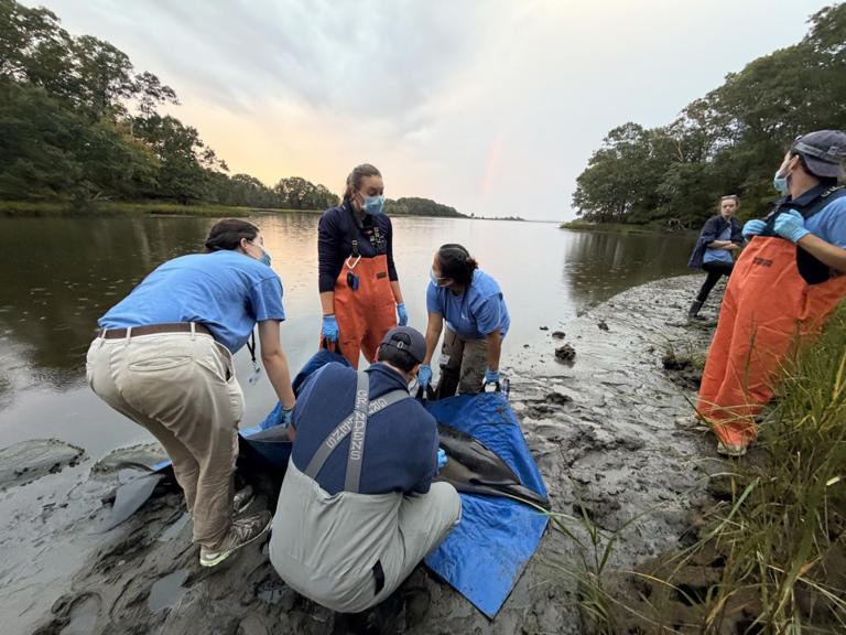 2 dolphins stranded in North Kingstown