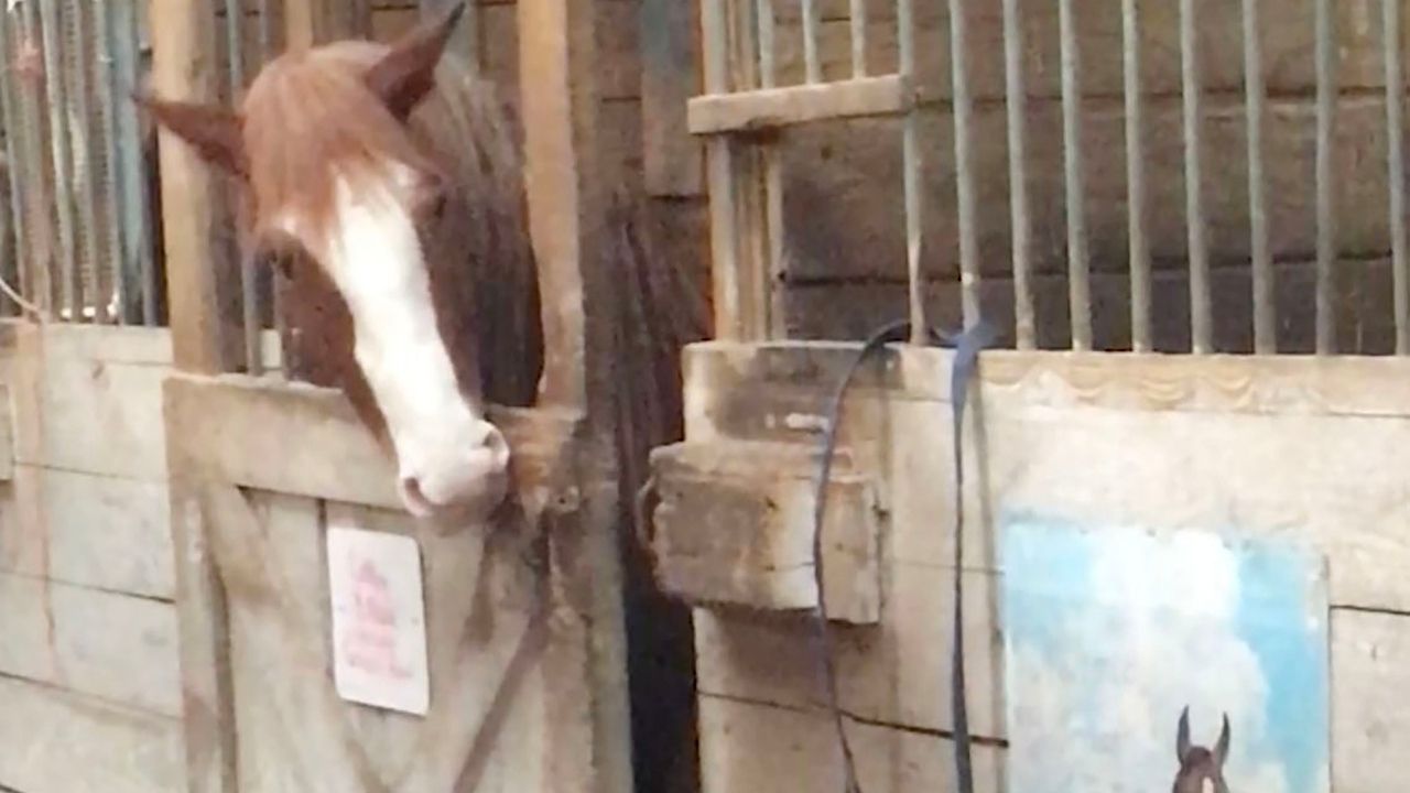 Genius horse escapes from stable | Wild-ish